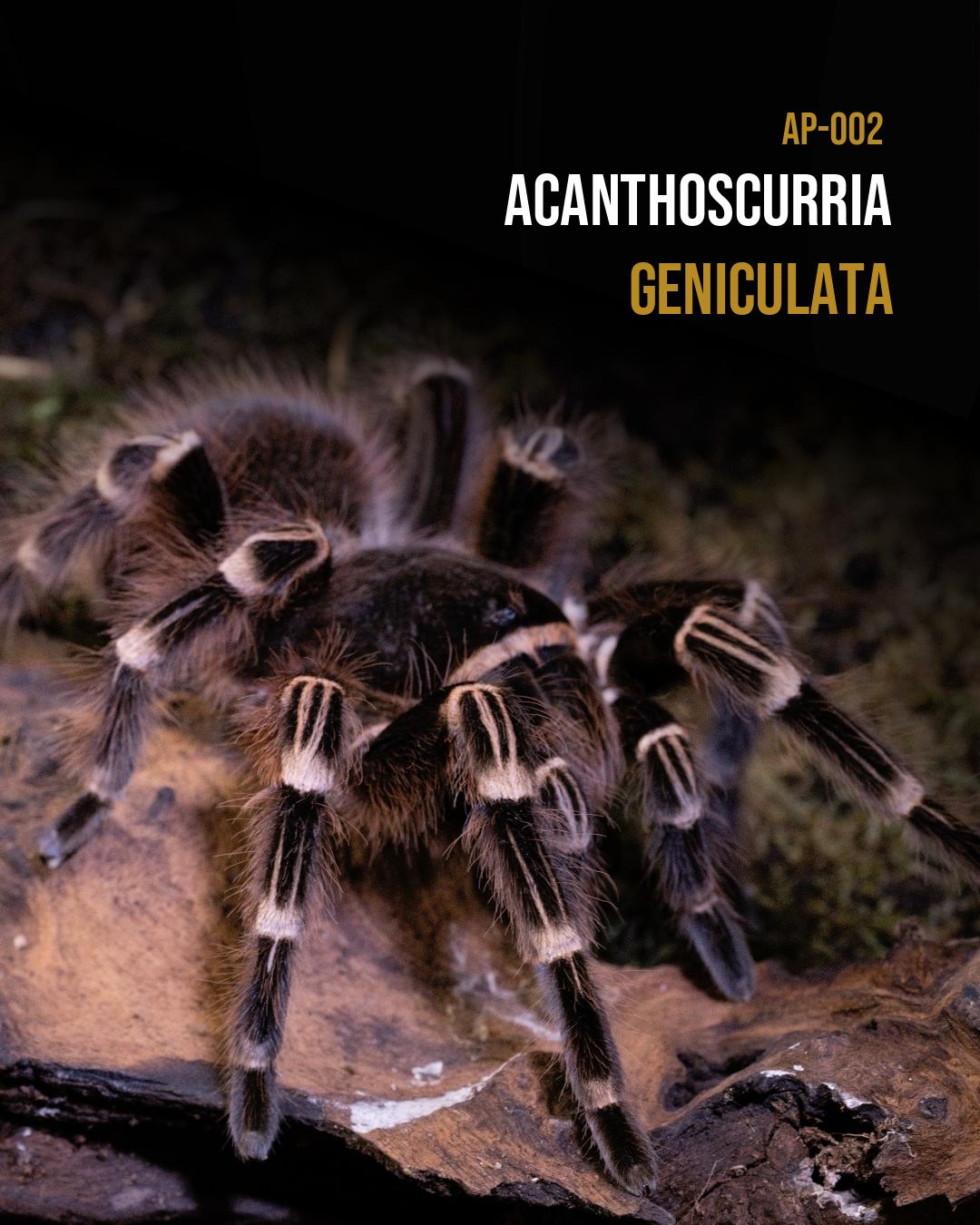 Acanthoscurria geniculata